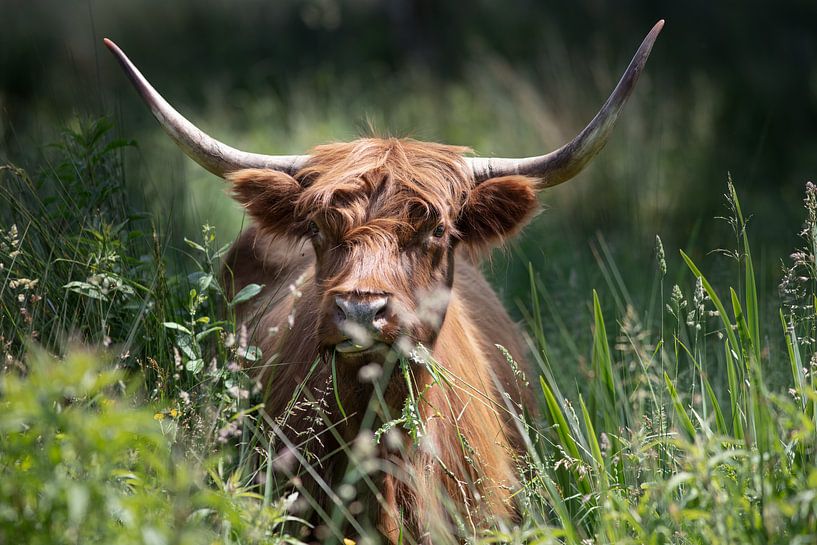 Scottish highlander in nature reserve by Peter de Kievith Fotografie