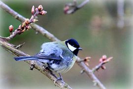 Koolmees in Friesland van Fotografie Sybrandy
