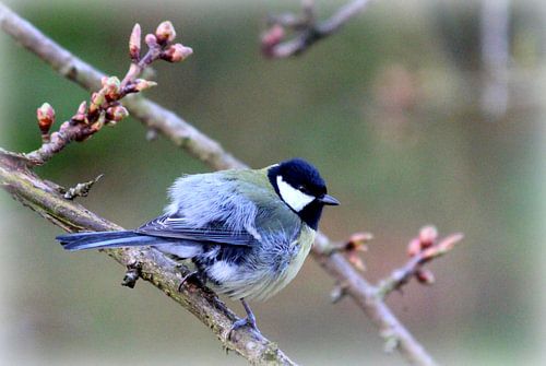 Koolmees in Friesland