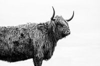 Schottischer Highlander
