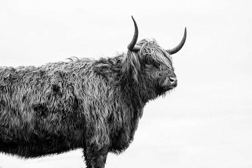Scottish Highlander by Ronald van der Zon