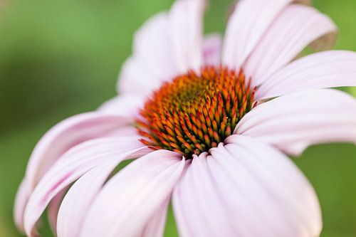 Coneflower