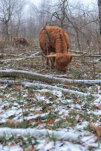 schotse hooglander in de sneeuw.