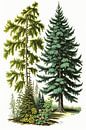 Pine and alpine spruce on a white background by Vythryd Arts thumbnail