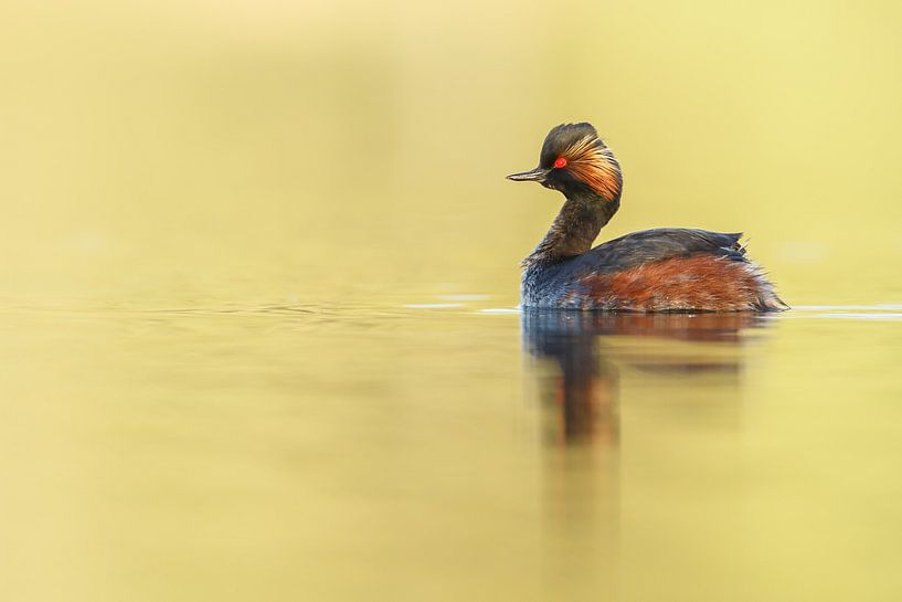 Geoorde fuut van Menno Schaefer