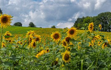 Zonnebloemveld op de heuvels van Zuid-Limburg van John Kreukniet
