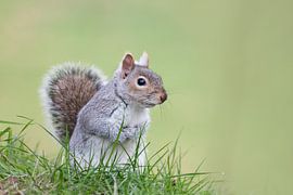 Eekhoorn in Hyde Park, London by Lindy Hageman