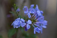 Man blue for you