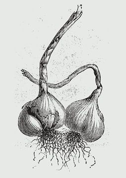 Bulbs of garlic by Fineline