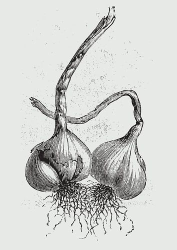 Bulbs of garlic van Fineline