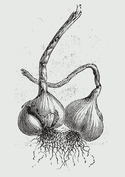 Bulbs of garlic van Fineline