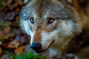 Der Wolf im Wald