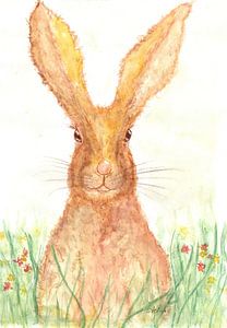Lapin dans l'herbe