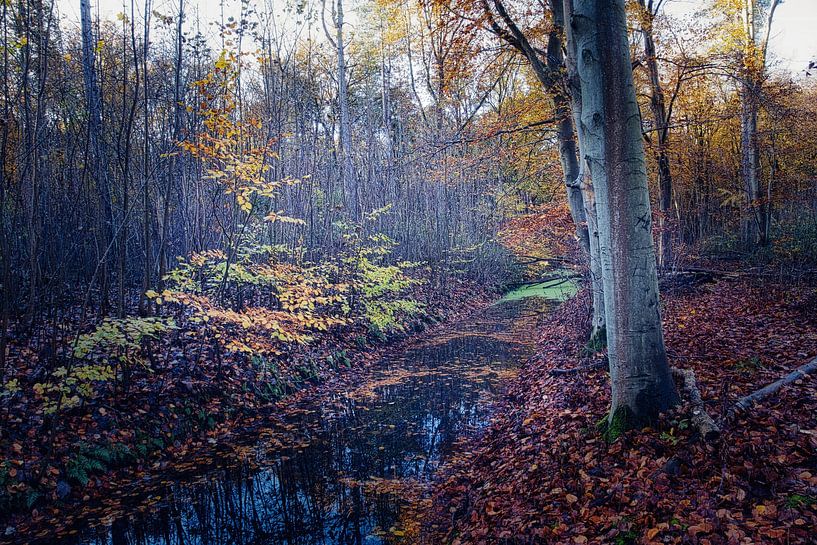 Ditch in the dikehole forest in autumn by peterheinspictures