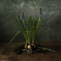 Blauwe druifjes op hout