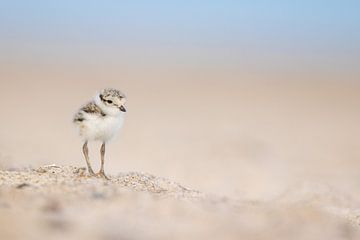 Nachwuchs bei den Sandregenpfeifern von Fynn Seidel