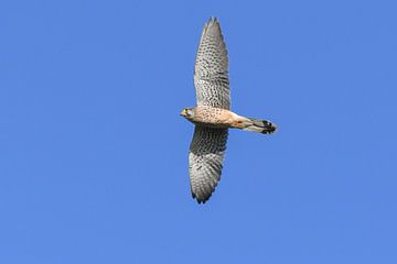 Turmfalke / Gewöhnlicher Turmfalke (Falco tinnunculus)