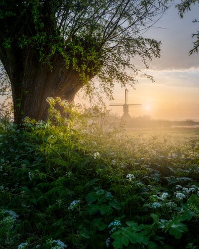 Cover me in sunshine