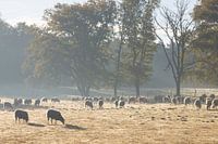 Schafherde im Morgenlicht