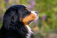 Berner Sennen