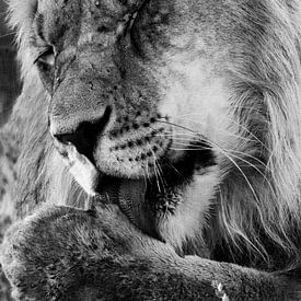 Lion up close by Linda van der Steen