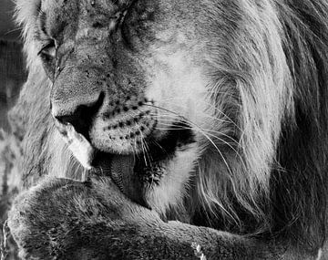 Lion up close