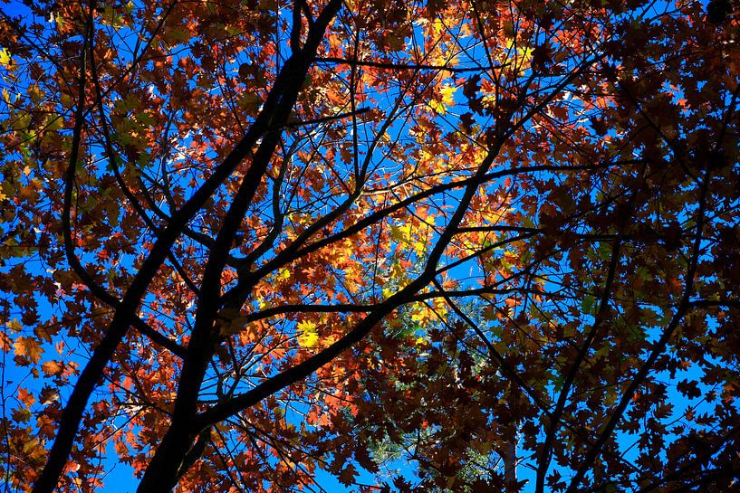 Beech by Thomas Jäger