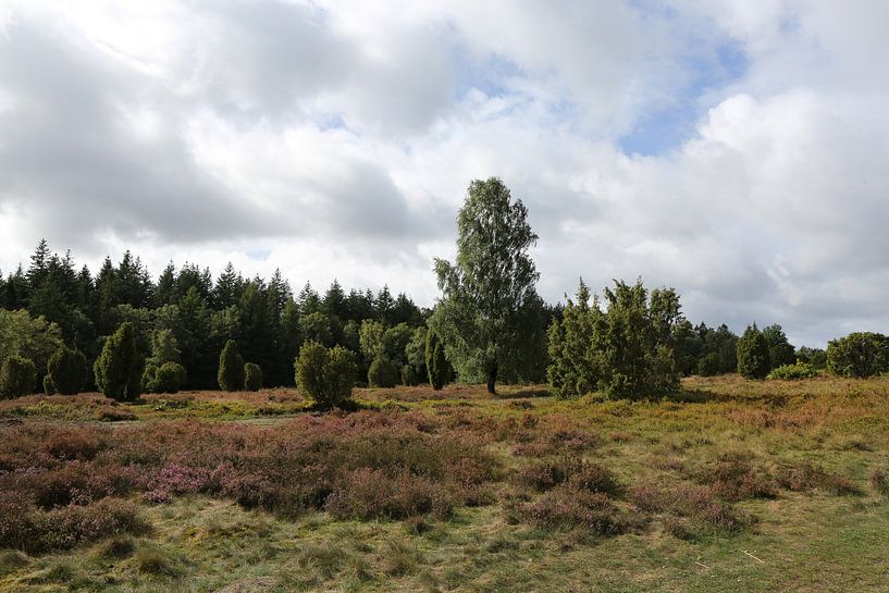 Het landschap van de Lüneburger Heide op de Wilseder Berg van Karina Gebert