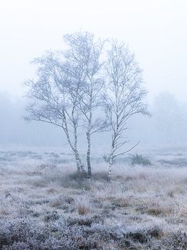 Silver Birch Portrait