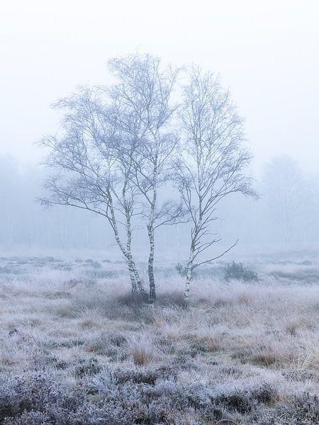 Silver Birch Portrait by Calvin van der Gaag