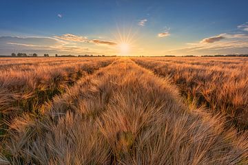 Sonnenuntergang über dem Getreidefeld