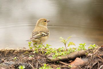 pinson (chaffinch) sur cd_photography