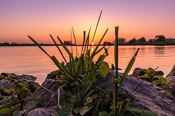 Sonnenuntergang Rhein mit Vordergrund von Rick van de Kraats