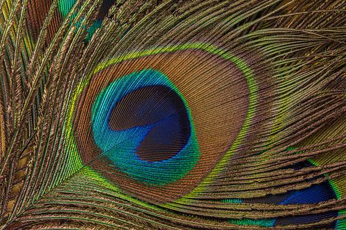 Pauwenveer bovenop stapel pauwenveren