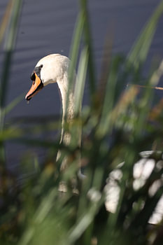 Versteckter Blick – Schwan im Uferrohr