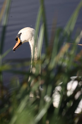 Hidden View – Swan in the Reeds