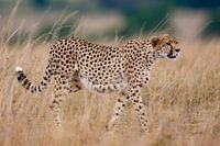 Gepard auf dem Weg