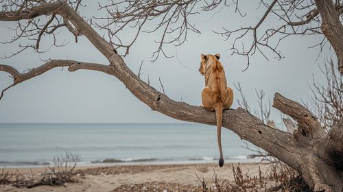 Leeuwin kijkt uit over de uitgestrekte kustlijn