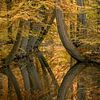 Strange crooked trees by Toon van den Einde