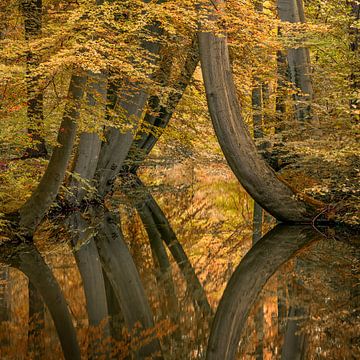 Rare kromme bomen van Toon van den Einde