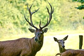 Der stolze Hirsch by Harald Schottner