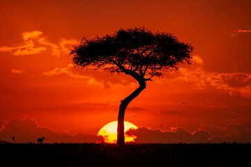 FOLLOW THE SUN by Ssenyonyi Derrick