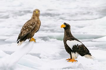 Eagles on Ice by Harry Eggens