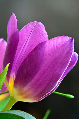 Close up of a purple-yellow tulip with backlighting