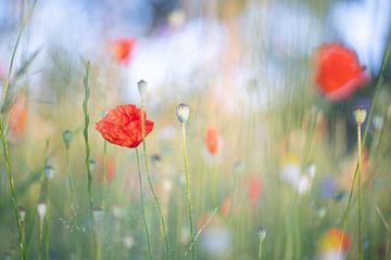 Champ de coquelicots le matin | Photographie de nature sur Nanda Bussers