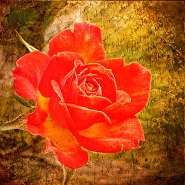 Rose von Gabi Siebenhühner