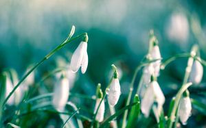 Frühling! von Martijn Kort