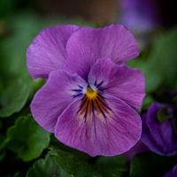 Violet