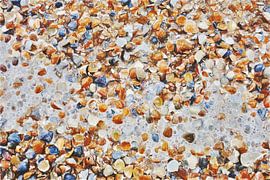 Muscheln Digitale Malerei von VenVision Art