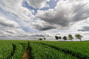 Feld mit Traktorspuren und Baumreihe